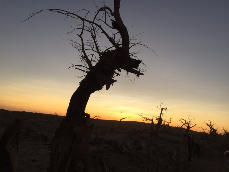 胡杨林活着千年不死死后千年不倒倒后千不朽