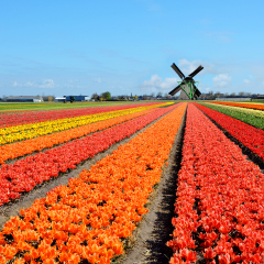 Dutch windmill and colorful tulips flowers in Holland, Netherlands