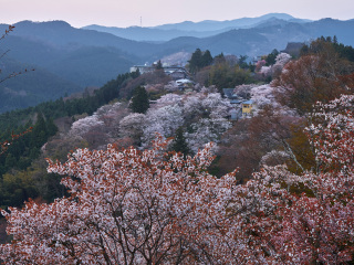 吉野山