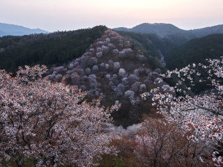 吉野山