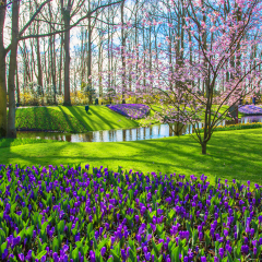 Spring floral green background. Spring sunny blooming park. Purple crocuses, pink sakura, emerald grass and blue sky. Spring landscape.