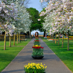 Alley with white blooming trees (Prunus triloba) in Keukenhof park in Holland