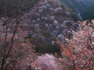吉野山