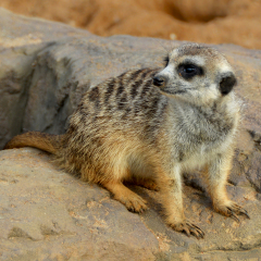 Meerkat is a small southern african mongoose. Curious animal looks out for predators and warns others of approaching dangers. Amazing landscape. Beautiful photo of  African wildlife. Close up.
