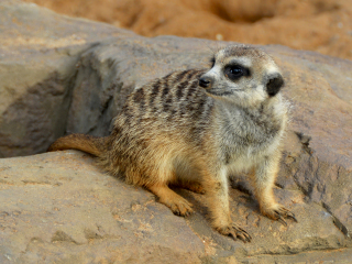 约翰内斯堡动物园