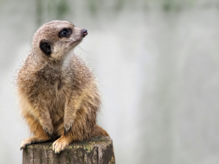 约翰内斯堡动物园