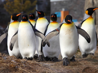 卡尔加里动物园