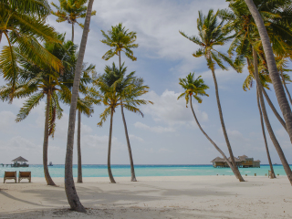 姬丽兰坎富士岛