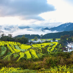 江西省婺源江岭春季油菜花风景