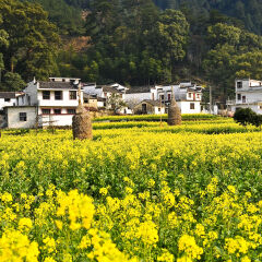 江西婺源江岭景区