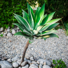 Tropical plants in Garden of Dreams park, Kathmandu, Nepal
