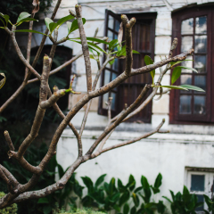 Tropical plants in Garden of Dreams park, Kathmandu, Nepal