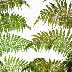 Tropical plants in Garden of Dreams park, Kathmandu, Nepal