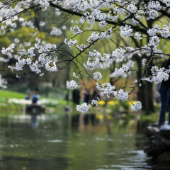Taiziwan Park, Hangzhou, tulips and cherry blossoms