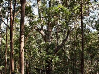 玻璃屋山国家公园