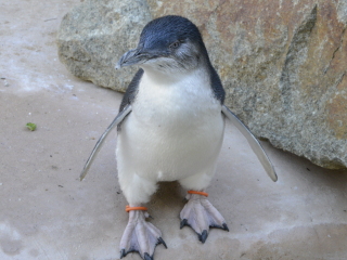 堪培拉国家动物园及水族馆