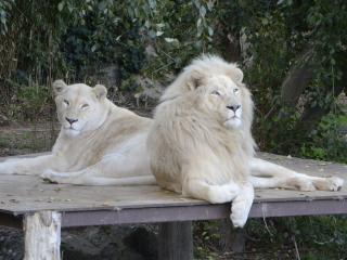 堪培拉国家动物园及水族馆