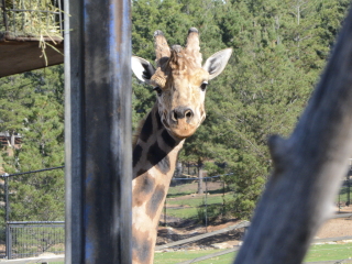 堪培拉国家动物园及水族馆