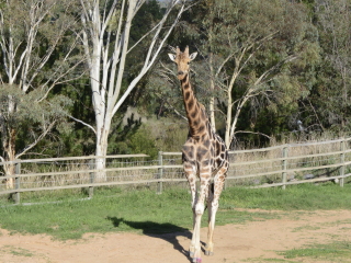 堪培拉国家动物园及水族馆