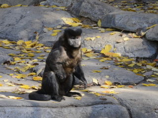 堪培拉国家动物园及水族馆