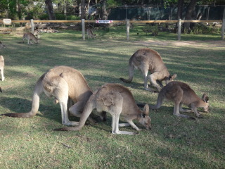 澳洲野生动物园