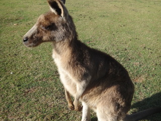 澳洲野生动物园