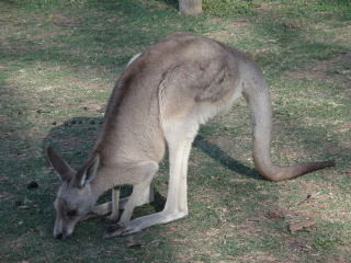 澳洲野生动物园