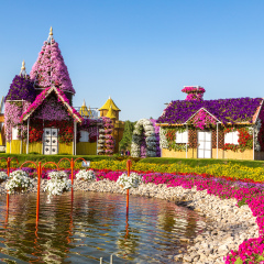 DUBAI, UAE - NOVEMBER 24 : Dubai miracle garden with over 45 million flowers in a sunny day on November 24, 2015, United Arab Emirates