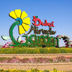 DUBAI, UAE - NOVEMBER 24 : Dubai miracle garden with over 45 million flowers in a sunny day on November 24, 2015, United Arab Emirates