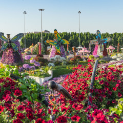 DUBAI, UAE UNITED ARAB EMIRATES - JAN 6, 2017: Petunias and butterflies decorated with flowers at Dubai Miracle Garden