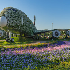 DUBAI, UAE UNITED ARAB EMIRATES - JAN 6, 2017: Emirates Airbus 380 covered with flower at Dubai Miracle Garden