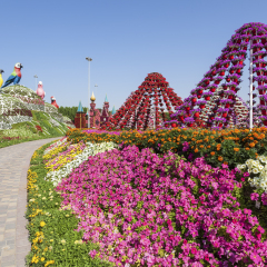 DUBAI, UAE - NOV 27, 2016: Parrots at the Miracle Garden in Dubai. United Arab Emirates, Middle East