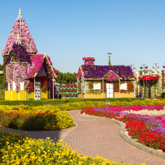 DUBAI, UAE - NOVEMBER 24 : Dubai miracle garden with over 45 million flowers in a sunny day on November 24, 2015, United Arab Emirates