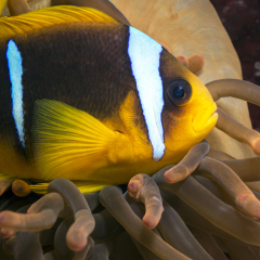 Red Sea clownfish