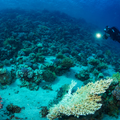 Diver on the reaf of Red sea