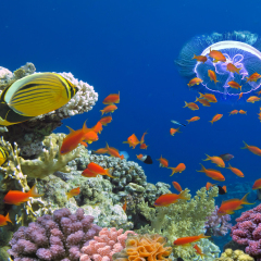 Coral and fish in the Red Sea. Egypt                         