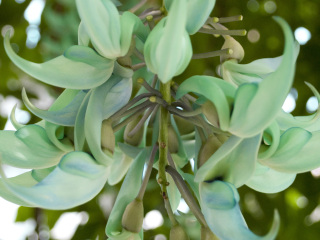 美国国家植物园