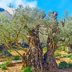 The Gethsemane Garden in Jerusalem is the notable landmark for tourists and pilgrims, visiting Holy Land, Israel.