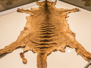 塔斯马尼亚博物馆