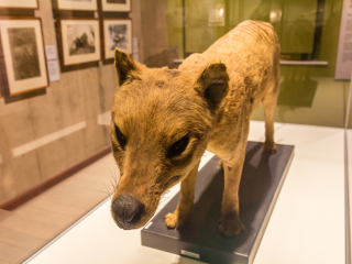 塔斯马尼亚博物馆