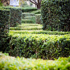 bushes at the entrance to the  University of Oxford Botanic Garden frequently visited by Lewis Carroll and J.R.R. Tolkien