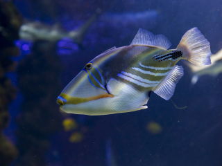 摩纳哥海洋博物馆