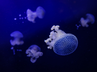 摩纳哥海洋博物馆