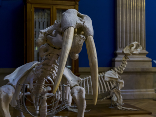 摩纳哥海洋博物馆