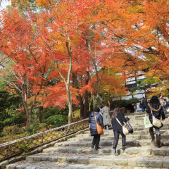 KYOTO, JAPAN -NOV 30, 2012: People walking to the main hall of Ryoanji temple in autumn. This temple located the famous Japanese rock garden from the 15th century. (UNESCO World Heritage site)