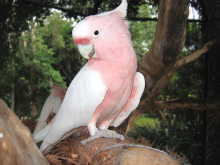 凯恩斯热带动物园