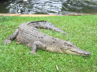 凯恩斯热带动物园