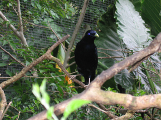 凯恩斯热带动物园