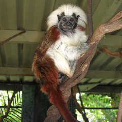 Cairns Tropical Zoo - Cotton-Top Tamarin 01