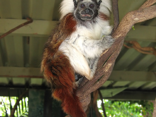 凯恩斯热带动物园